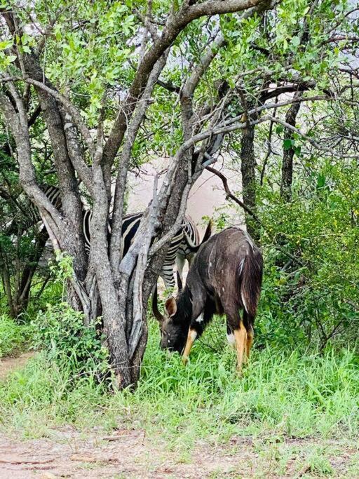 Апартаменты Wildheart Safari - Main Худспрут Экстерьер фото