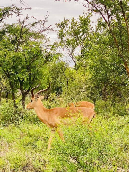 Апартаменты Wildheart Safari - Main Худспрут Экстерьер фото