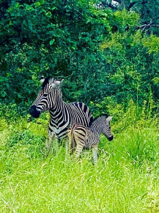 Апартаменты Wildheart Safari - Main Худспрут Экстерьер фото